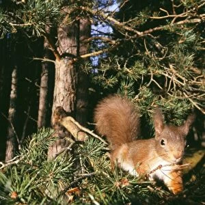Red Squirrel, Sciurus vulgaris, Cairngorm National Park, Strathspey, Scottish Highlands