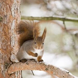 Red Squirrel Sciurus vulgaris Finland winter