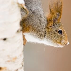 Red Squirrel Sciurus vulgaris Finland winter