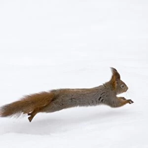 Red Squirrel Sciurus vulgaris running across snow Finland winter