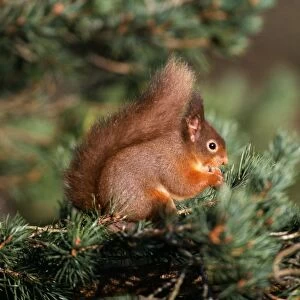 Red Squirrel, Speyside, Scotland, winter