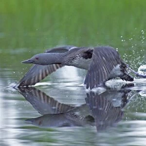 Red-throated Diver, Gavia stellata, adult taking off from pool