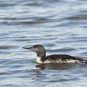 Red-throated Diver Gavia stellata non breeding plumage Cley October Norfolk