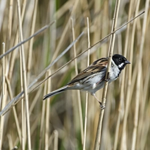 Reed Bunting Emberiza schoeniclus male Titchwell Norfolk spring