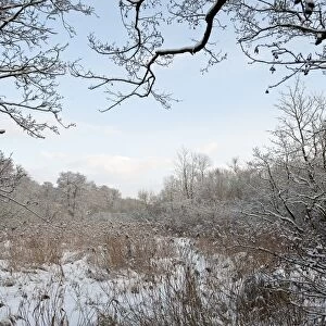 Reedbed in winter Norfolk