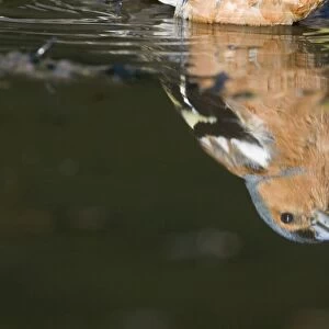 Reflection of Chaffinch Fringilla coelebs male bathing / drinking in puddle Norfolk