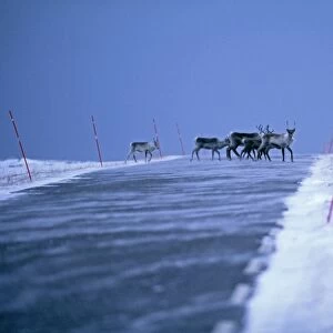 Reindeer, Rangifer tarandus, walking across the road, Varanger, Arctic Norway, winter