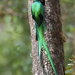 Resplendent Quetzal Pharomachrus mocinno male bringing food to nest Central Highlands