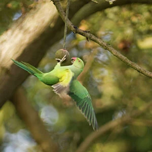 Ring-necked Parakeet Richmond Park London