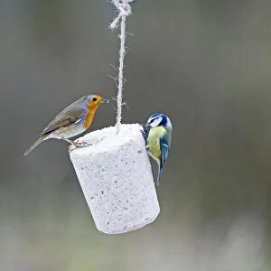 Robin Erithacus rubecula and Blue Tit feeding on fat feeder in garden Norfolk winter
