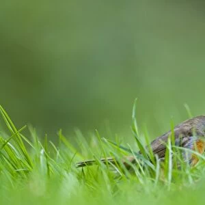 Robin Erithacus rubecula on garden lawn Norfolk spring