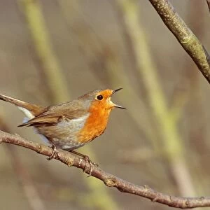 Robin, Erithacus rubecula, male in song, Kent, spring