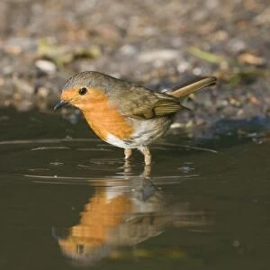 Robin Erithacus rubecula at puddle to drink Norfolk April
