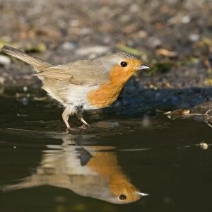 Robin Erithacus rubecula at puddle to drink Norfolk April
