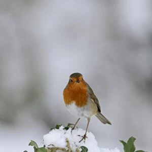 Robin Erithacus rubecula puffed up in cold Norfolk winter