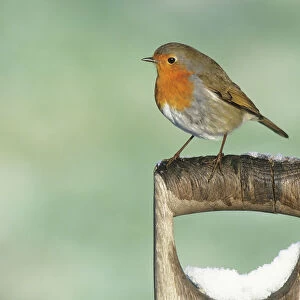 Robin Erithacus rubecula on snow covered spade handle in garden Kent UK winter