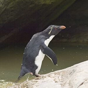 Rockhopper Penguin Eudyptes chrysocome leaping from sea Falklands