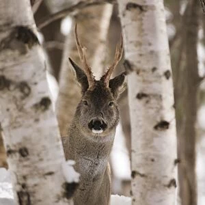 Roe Deer buck Capreolus capreolus Scottish Highlands winter