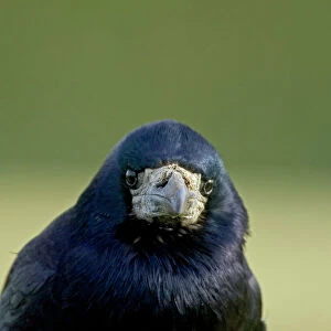 Rook Corvus frugilegus Northumberland winter