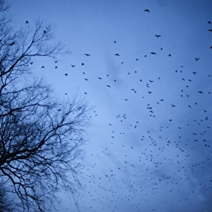 Rooks Corvus frugilegus arriving at roost at Buckenham Norfolk winter