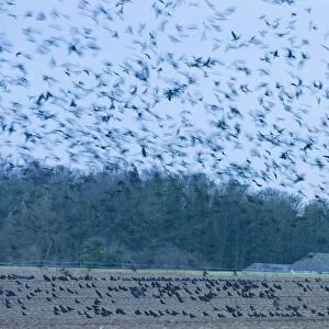 Rooks Corvus frugilegus at pre roost gathering Buckenham Norfolk