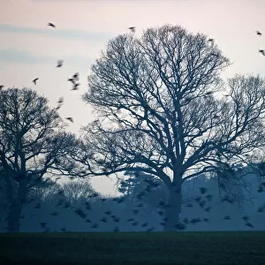 Rooks Corvus frugilegus at pre roost gathering Buckenham in Yare Valley Norfolk