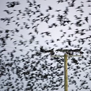 Rooks Corvus frugilegus at pre-roost gathering near Buckenham in Yare Valley Norfolk