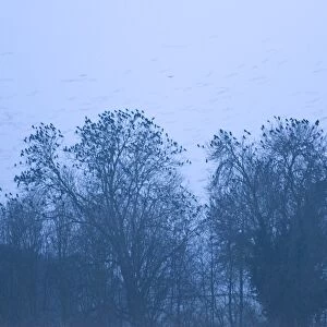 Rooks Corvus frugilegus at roost Buckenham Norfolk