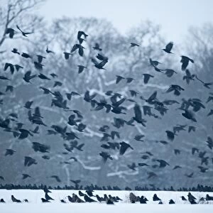 Rooks Corvus grugilegus gathering at roost Buckenham Norfolk winter