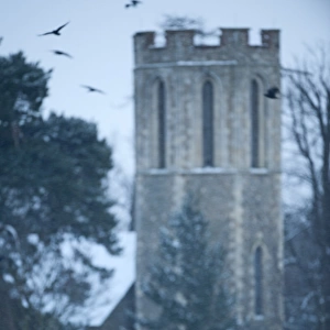 Rooks Corvus grugilegus gathering at roost Buckenham Norfolk winter