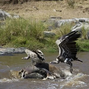 Ruppells Griffon Vulture Gyps rueppellil feeding on Wildebeest carcasses in Mara River
