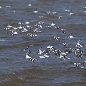 Sanderling Calidris alba flock Snettisham Norfolk August