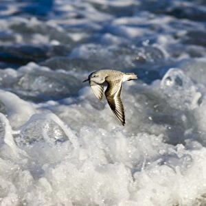 Sanderling (Calidris alba) Northumberland winter