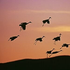 Sandhill Cranes, Grus canadensis, arriving at roosting pond at dusk, Bosque Del Apache