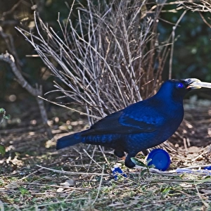 Satin Bowerbird Ptilonorhynchus violaceus male depositing blue pen at bower Lamington