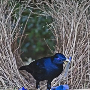 Satin Bowerbird Ptilonorhynchus violaceus male depositing blue pen at bower Lamington