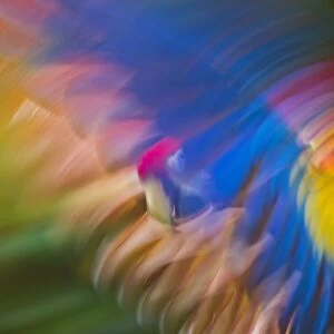 Scarlet Macaw (Ara macao) in flight using motion blur Captive
