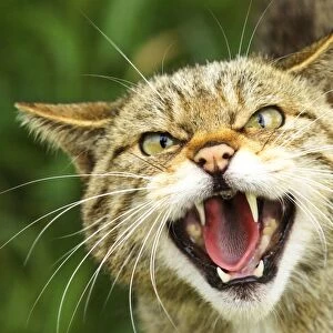 Scottish Wildcat Felis silvestris captive