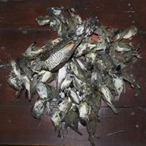 Seized dead birds from raid on illegal trapping operatuon by the Game Fund in Republic