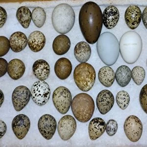 A selection of British Birds eggs from Victorian collection