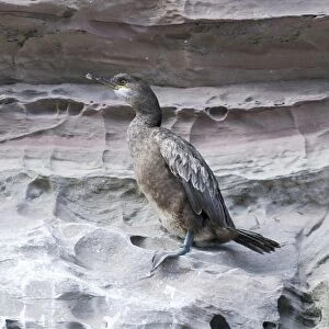 Shag Phalacrocorax aristotelis 1st year Noss Shetland June