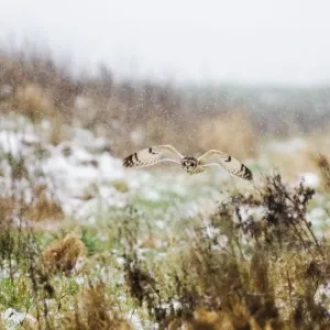 Short-eared Owl Asio flammeus hunting in the snow Norfolk winter Short-eared Owl Asio flammeus hunting in the snow Norfolk winter