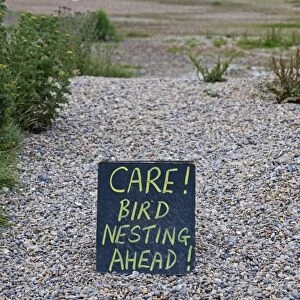 Sign warning people to take care due to nesting Avocet along path Salthouse Norfolk July