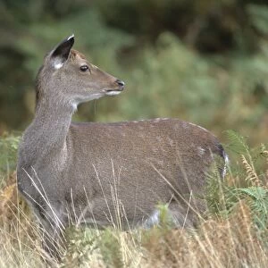 Sika Deer Cervus nippon Kent autumn