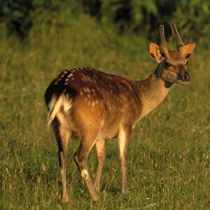 Sika Deer Cervus nippon Kent autumn (young buck)