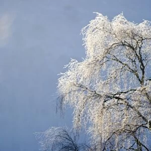Silver Birch Tree covered in frost Scotland winter