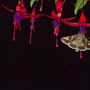 Silver Y Moth Autographa gamma feeding on fuschia flowers at night in garden Norfolk