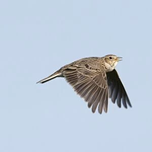 Skylark Alauda arvensis in song flight Norfolk spring