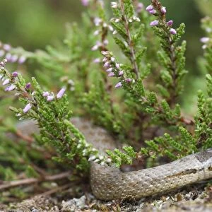 Smooth Snake Dorset summer