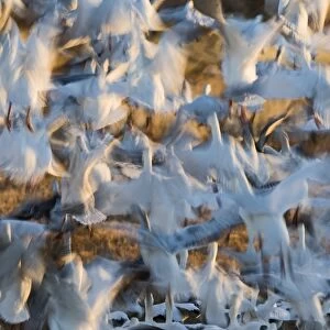 Snow Geese Chen caerulescens taking off at dawn Bosque del Apache New Mexico USA January